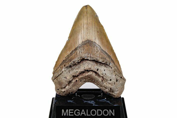 Fossil Megalodon Tooth - North Carolina #201757